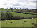 SX8372 : Ewes and lambs by Howton Road by Robin Stott
