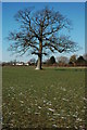 Tree near Bowers Hill