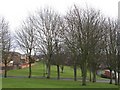 The Vallum east of Sugley Dene (8)