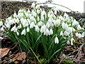 Snowdrops at Crossway 1