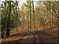 Track through Knockalls Inclosure