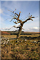 NX8186 : A dead elm tree on Skelston Moor by Walter Baxter