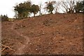 The Hedgerow Soil wash Mass Exposed