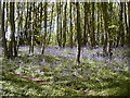 Round Acre Wood in spring 2009