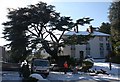 Cedar tree in Abbey Road