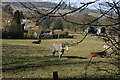 Mules by the Darent Valley Path