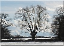 SO7740 : Black Poplar tree, off Hancocks Lane by Bob Embleton