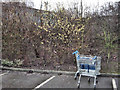 Catkins and trolleys