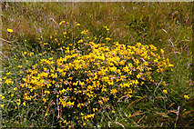 SZ3883 : Wild Flowers on Cliff Top near Brook Bay, Isle of Wight by Christine Matthews