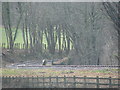 Preserved railwayline near Buckfast curves away from the road