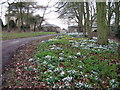 Snowdrops & aconites behind All Saints Church, Brandsby