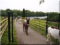 The Elizabeth Svendsen Trust for Children and Donkeys