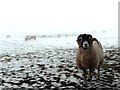 Flock in winter