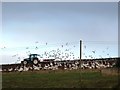 Swans and Seagulls following the Tractor