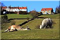 Sleepy Llama, Approaching Castleton