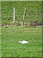 Little egret, Fovant