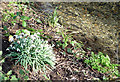 Snowdrops in Langstone