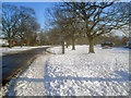 Avenue of trees along Madresfield Road