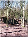 Old limestone quarry, Studley Roger