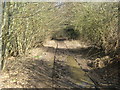 Footpath in Newpark Wood