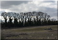 Field near Great Blakenham