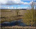 Field towards edge of business park