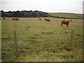 Cattle, Burnhead