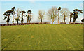 Trees and hedge near Lisburn