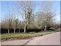 Trees, on the verge, next to Beautiport Farm