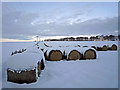 Straw bales aplenty