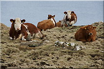HP6410 : Cattle near Hagdale by Mike Pennington