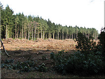 TF6710 : View across a clearing in Shouldham Warren by Evelyn Simak