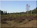 Avon Heath, heathland