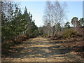 Avon Heath, bridleway