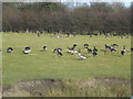 Rushall Canal - meadow opposite tow-path