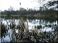 Pond view, Plants Brook Nature Reserve