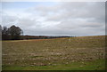 A field of Stubble