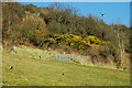 Coastal field, Whitehead (2)