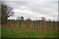 Orchards near Cryals Farm