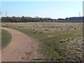 Wildflower meadow