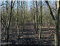 Path through young wood