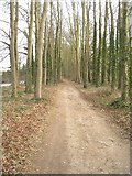 SU6154 : Path through the trees by Mr Ignavy