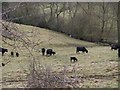 View to the river with cattle