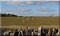 Sheep graze on Holwell Downs