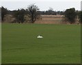TQ9829 : Swan in a field by the B2080 (Rhee Wall) by N Chadwick