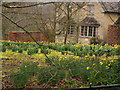 Daffodils in Ozleworth