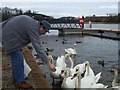 Feeding swans, Enniskillen