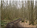 TQ6354 : Track through Hurst Wood by Oast House Archive