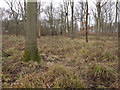 TL6656 : Ditton Park Wood by Hugh Venables