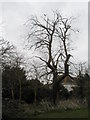 Stark winter tree in the churchyard at St Peter